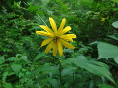 Silphium asperrimum