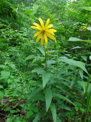 Silphium asperrimum