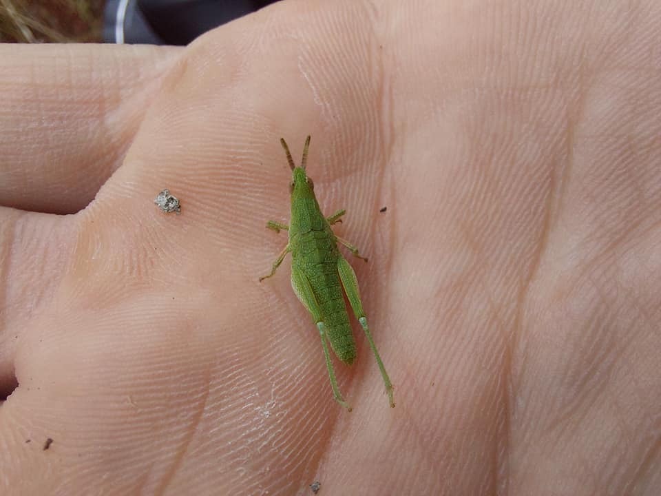 Pyrgomorphula