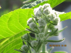 Angiospermae