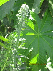 Angiospermae