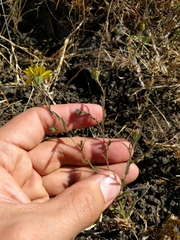 Hemizonia congesta lutescens