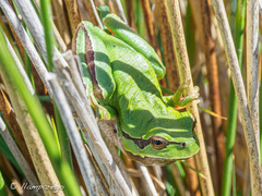 Hyla molleri
