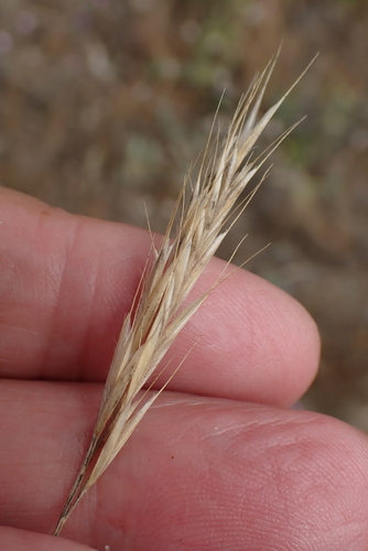 Image of Festuca ambigua by no rights reserved