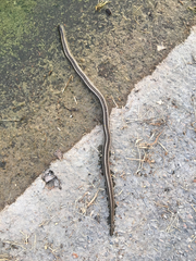 Tropidoclonion lineatum