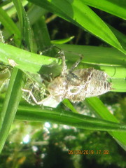 Insecta
