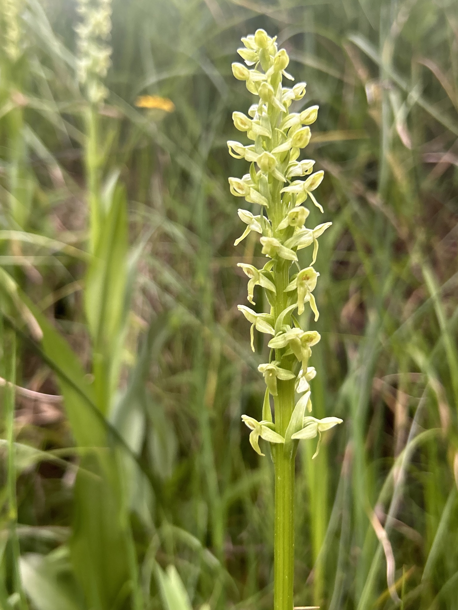 Platanthera huronensis