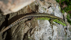 Iberolacerta monticola
