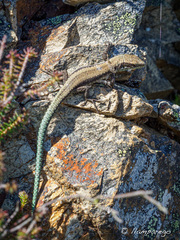 Iberolacerta monticola