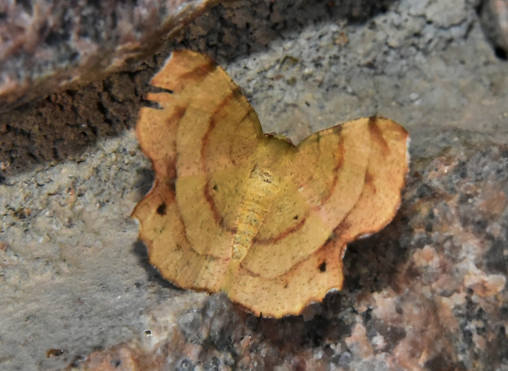 Variable Scallop