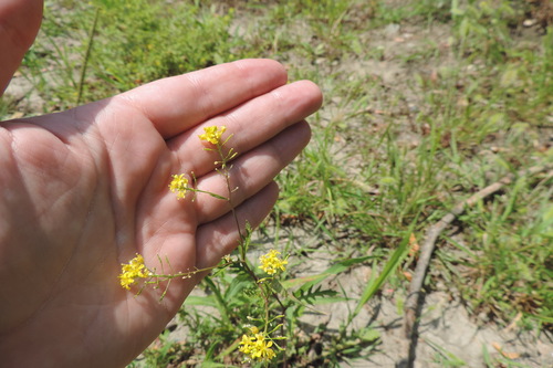 creeping yellowcress (Rorippa sylvestris)