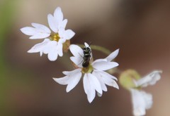 Lithophragma affine