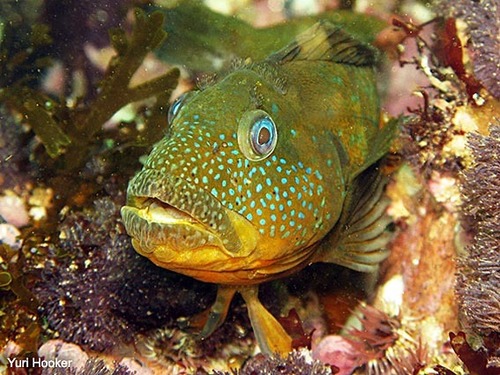 Philipp's Blenny