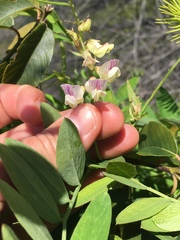 Lathyrus delnorticus
