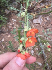 Acmaeodera cuneata