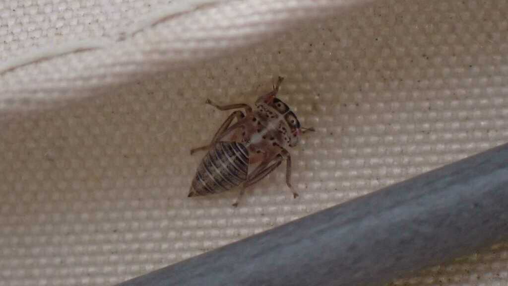 Metidiocerus impressifrons