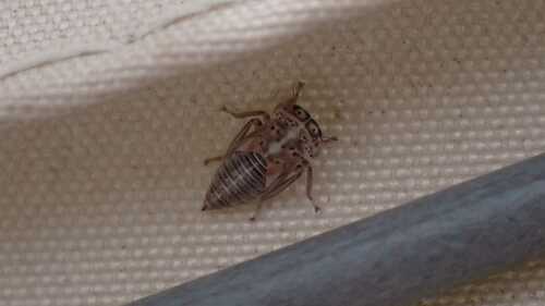 Metidiocerus impressifrons