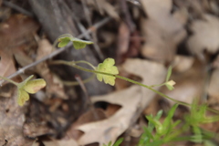 Lithophragma affine