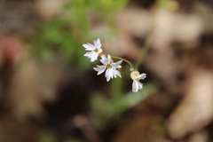 Lithophragma affine