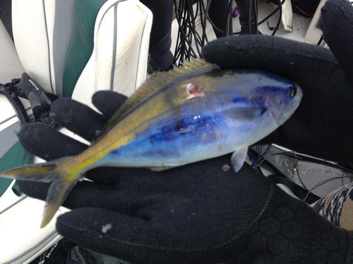 Blue knifefish (Labracoglossa nitida) — Kyphosidae — 2