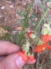 Acmaeodera cuneata