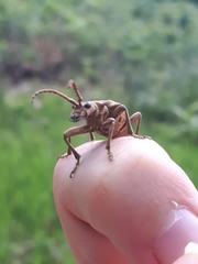 Rhagium sycophanta
