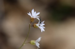 Lithophragma affine