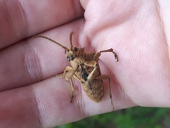 Rhagium sycophanta