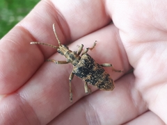 Rhagium sycophanta