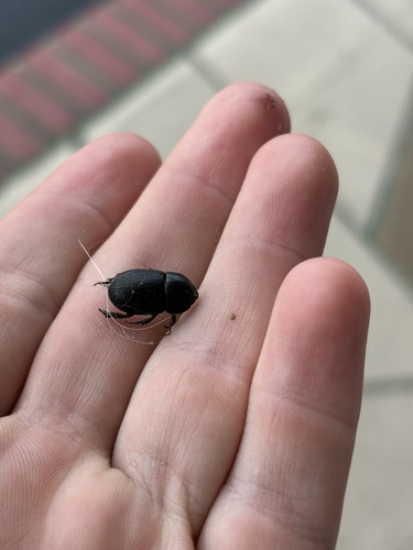 Sugarcane Beetle photo 4