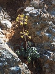 Lomatium howellii
