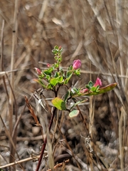 Acmispon parviflorus