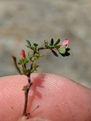 Acmispon parviflorus