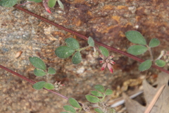 Acmispon heermannii