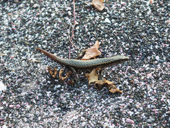 Oligosoma smithi