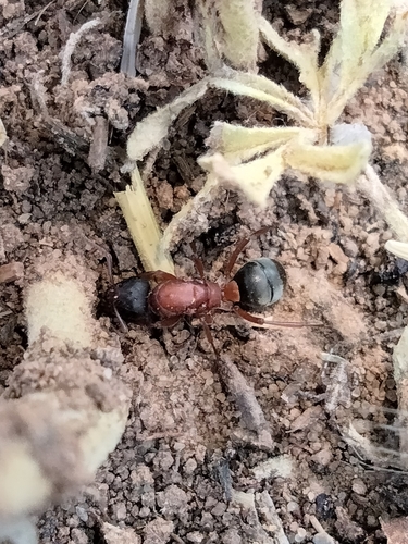 Formica emeryiFormica emeryi