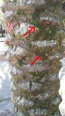 Tortella flavovirens