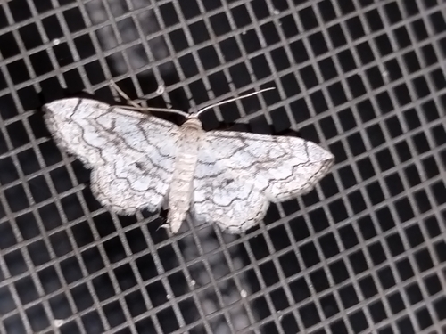 Scopula calotis