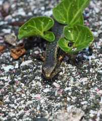 Oligosoma smithi