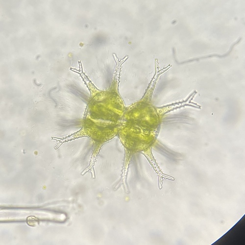 Staurastrum arctiscon var. truncatum