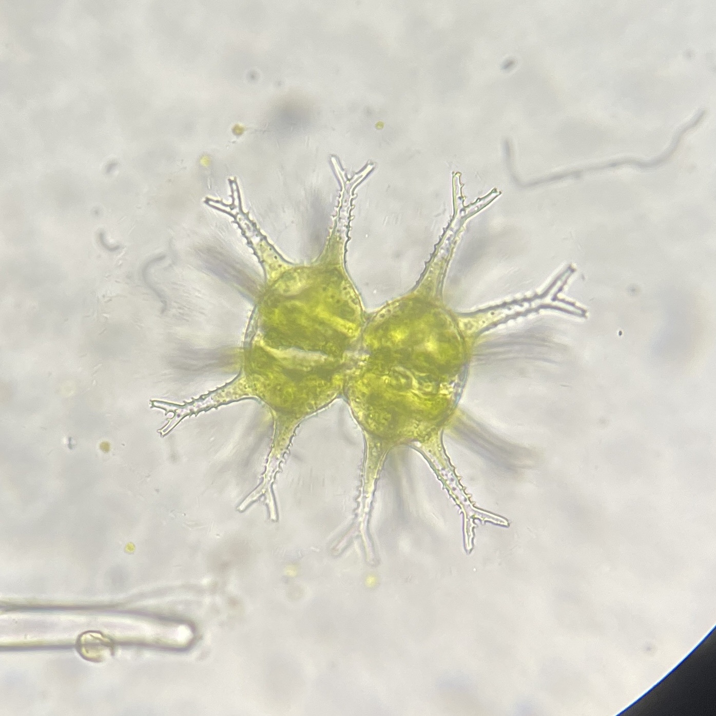Staurastrum arctiscon var. truncatum