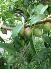 Prunus persica