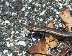 Oligosoma smithi