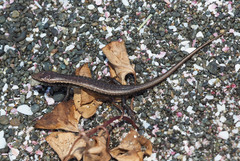 Oligosoma smithi