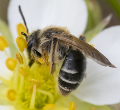 Andrena nasonii