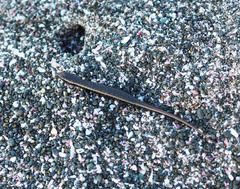 Oligosoma smithi