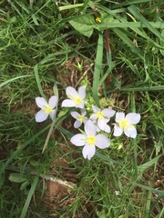 Sabatia campestris