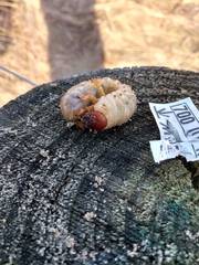 Pericoptus truncatus