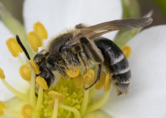Andrena nasonii