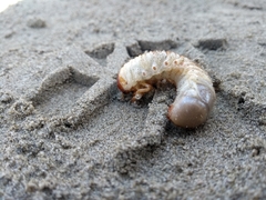 Pericoptus truncatus